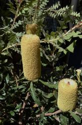 Banksia flowers at the Canberra Botanic Gardens